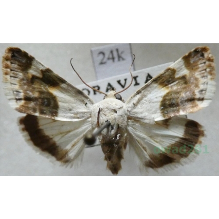 Acontia lucida (Hufnagel, 1766) Polnica blaskówka Czech24k